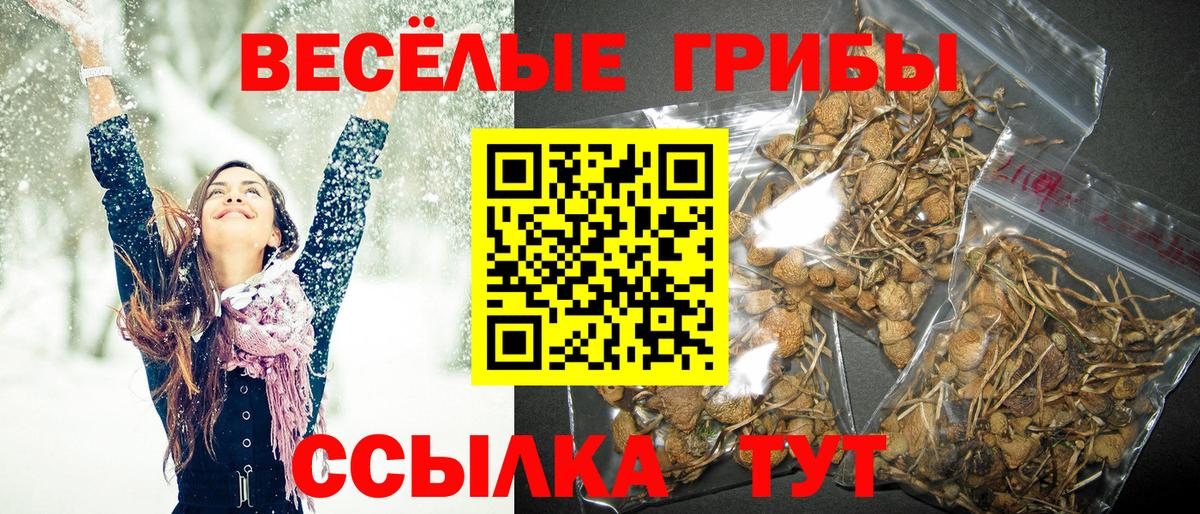Псилоцибиновые грибы Psilocybe Котельники